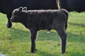  Drei Kuh- und zwei Bullenkälber - 